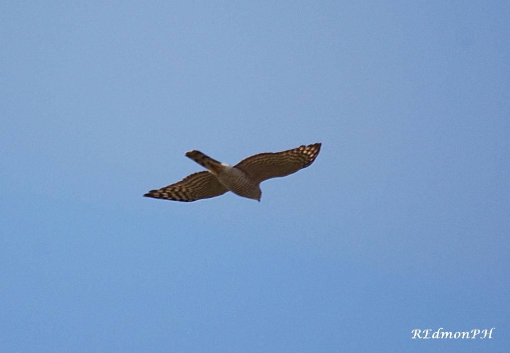 Identificazione rapace